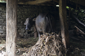 cow vaca toro