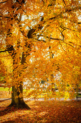 Awesome image of the shiny beech tree. Orange and yellow leaves. Location place Europe. Beauty world