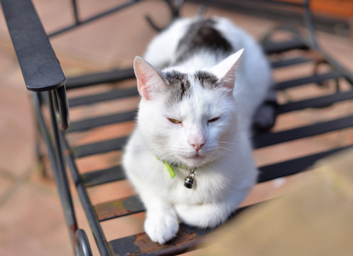 White cat having sunbaath in the garden