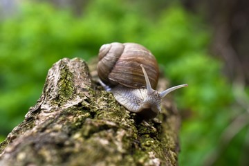 Snail