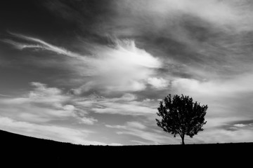 Fototapeta premium Silhouette of a young single tree , dramatic sky minimalist monochrome landscape image.