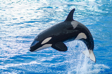 a jumping orca