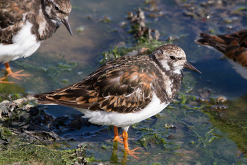 Turnstone at Tichfield Haven