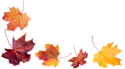 Naklejka na ściany i meble Autumn falling leaves. Autumn design. Templates for placards, banners, flyers, presentations, reports.