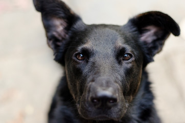 Dog staring intently