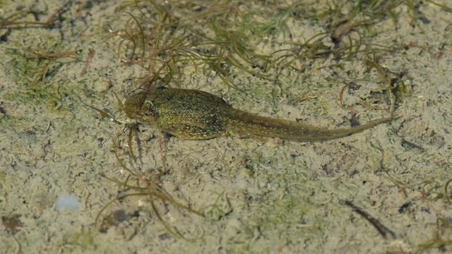Tadpole in the pond, close-up