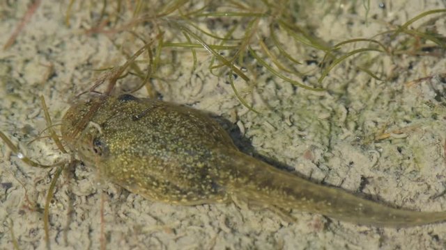Tadpole in the pond, close-up
