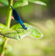Banded Demoiselle - Calopteryx splendens