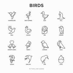 Obraz premium Zestaw ikon cienka linia ptaków: gołąb, sowa, pingwin, wróbel, jaskółka, kiwi, papuga, orzeł, koliber, różowy flaming. Ilustracja wektorowa nowoczesne.