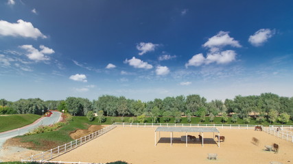 Fototapeta na wymiar arabian horse runs inside paddock in the dust desert timelapse hyperlapse, UAE
