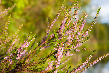 Obraz premium Flowering calluna vulgaris at sunlight