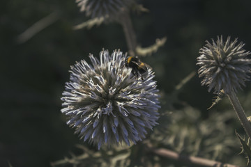 Thorn and honeybee. Steppe plant. Nature background. Wild plant.