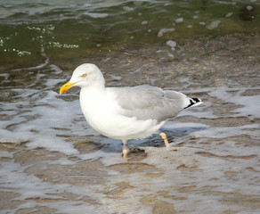 Möwe am Strand, Urlaub am Strand
