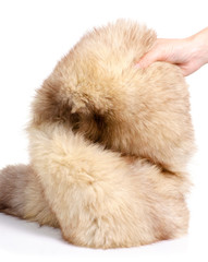 Skin fur with arctic fox in hand on white background isolation