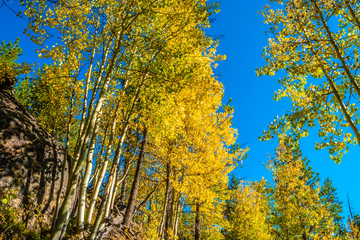 Colorful Fall Hike in the Rocky Mountains in Colorado