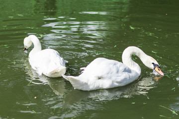 White swans eat grass in the water.