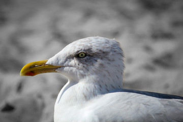 Möwe am Strand, Strandurlaub