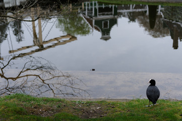 ducks on the lake
