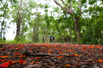 Two of the tourists see the nature of the beautiful forest