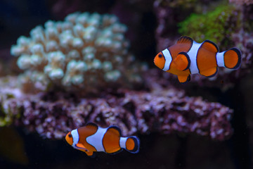 Two orange clownfish (Amphiprion percula), swimsh of a before the corals, in a marine aquarium. - obrazy, fototapety, plakaty