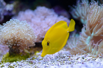 Yellow Tang or (Zebrasoma Flavescens), swimsh of a before the corals, in a marine aquarium.