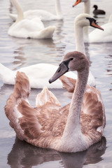 broun young swan on the lake among the white swans, close up vertical portrait.
