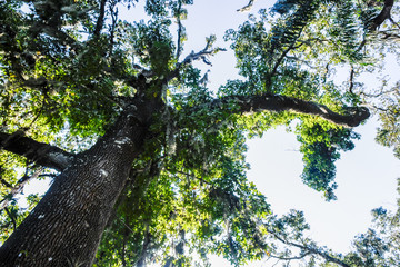 Fototapeta premium The Tree Branch