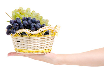 Black and white grapes in a basket  in hand on a white background isolation