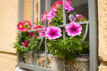 Fototapeta na wymiar Beautiful Pink Flowers Of Petunia In Pot Growing On Windowsill Behind Decorative Grid Of Residential Building In Spring.