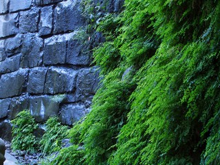 Wheelers Gorge Wall