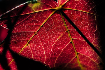 Obraz premium Colors of Autumn