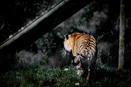 Tiger Water Wag