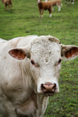 Rind, Rinder, Kuh, Kühe auf der Weide, Koppel