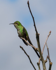 Hummingbird sits on a brach, Ecuador