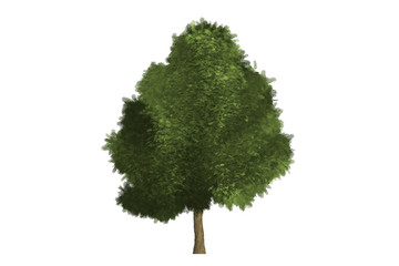 tree white background isolated Christmas green wood leaf