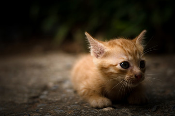 Close-up of a cute kitten