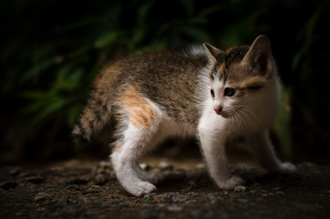 Fototapeta premium Close-up of a cute kitten