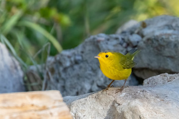 Wilson's warbler on rock near Capulin Spring in Cibola National Forest, Sandia Mountains, New Mexico