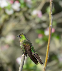 Hummingbird sits on a brach, Ecuador