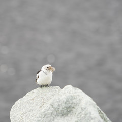 Schneeammer (Plectrophenax nivalis) mit dem Schnabel voller Insekten - Gletscherlagune Jökulsárlón, Island