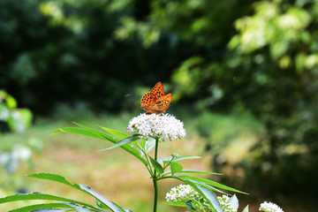 butterfly on flower