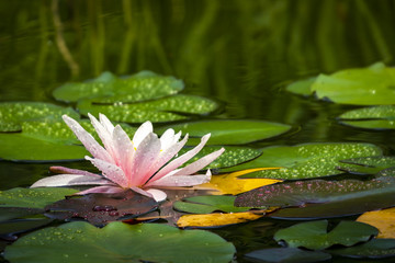 Beautiful water lily Marliacea Rosea with delicate petals in a pond with background of green, yellow and purple leaves. All are covered with water drops or dew. Nature concept for design