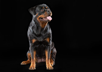 Rottweiler Dog  Isolated  on Black Background in studio