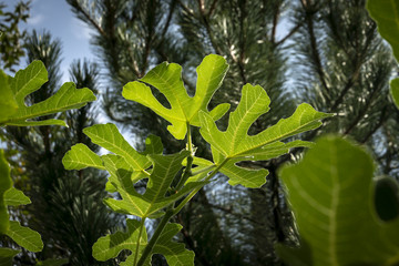 Leaves of Ficus carica on a blurred background of pine branches. Nature concept for design