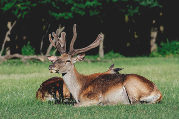 Naklejka na ściany i meble Red deer laying in the grass, nature habitat