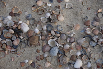 shells