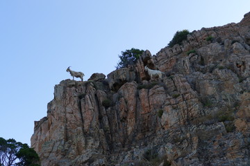 Chèvres dans la montagne