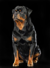 Obraz premium Rottweiler Dog Isolated on Black Background in studio
