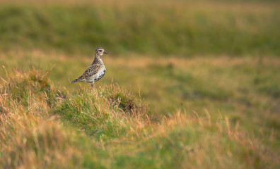 Golden plover (Pluvialis apricaria)
