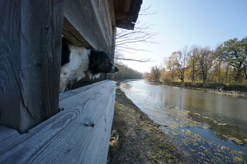 Dog hiking